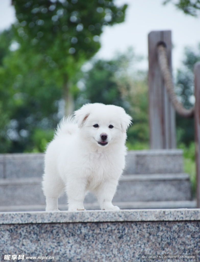 狗狗