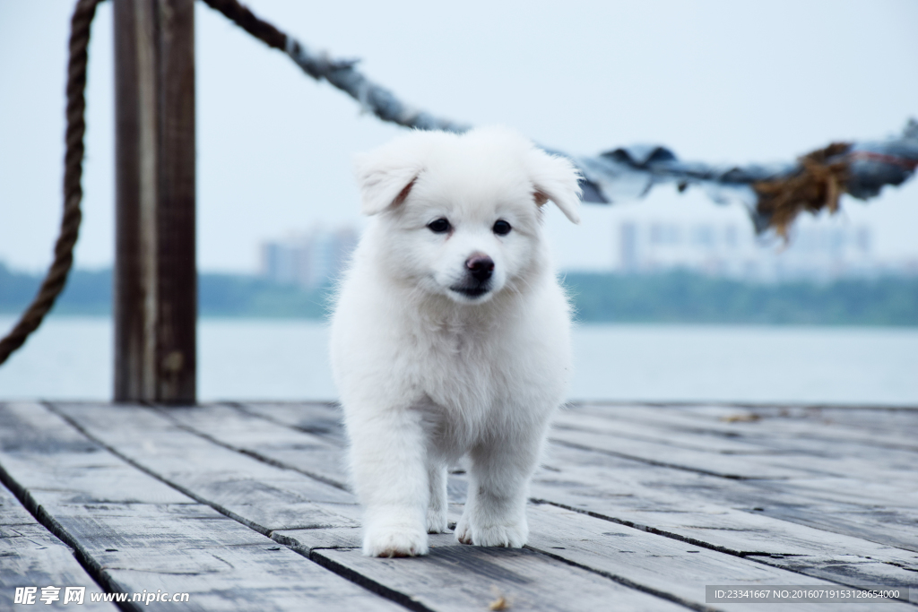 萨摩耶幼犬