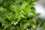 雨后