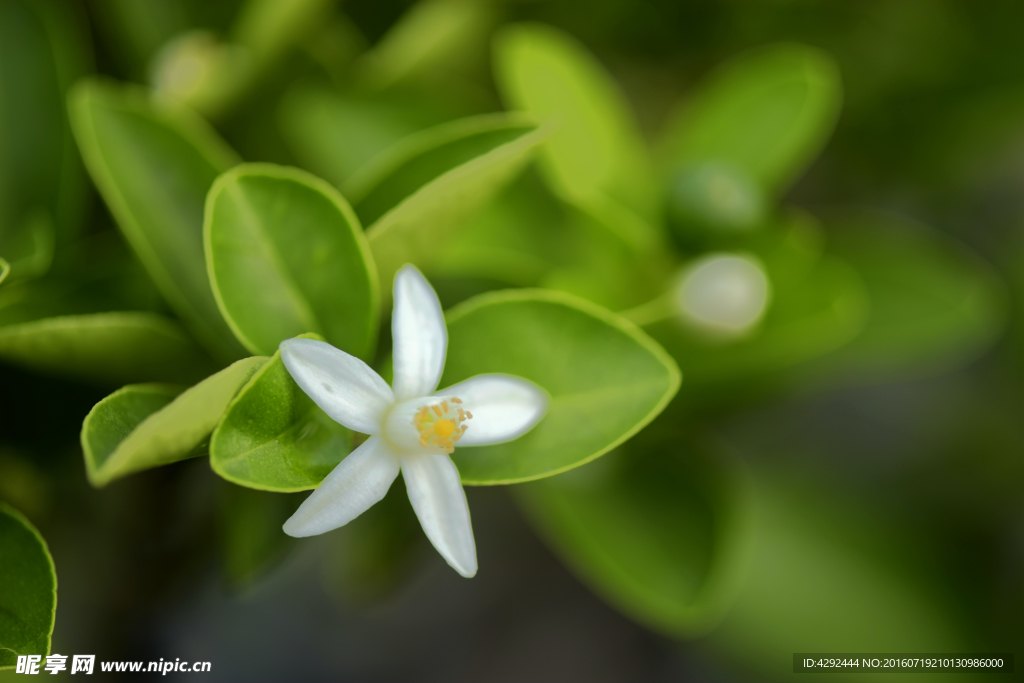 雨后 橘花