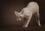 斯芬克斯猫