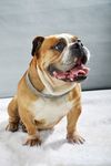 宠物店斗牛犬