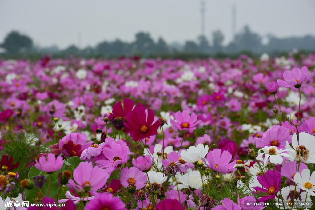 格桑花海图片