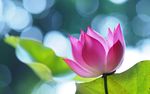 莲花