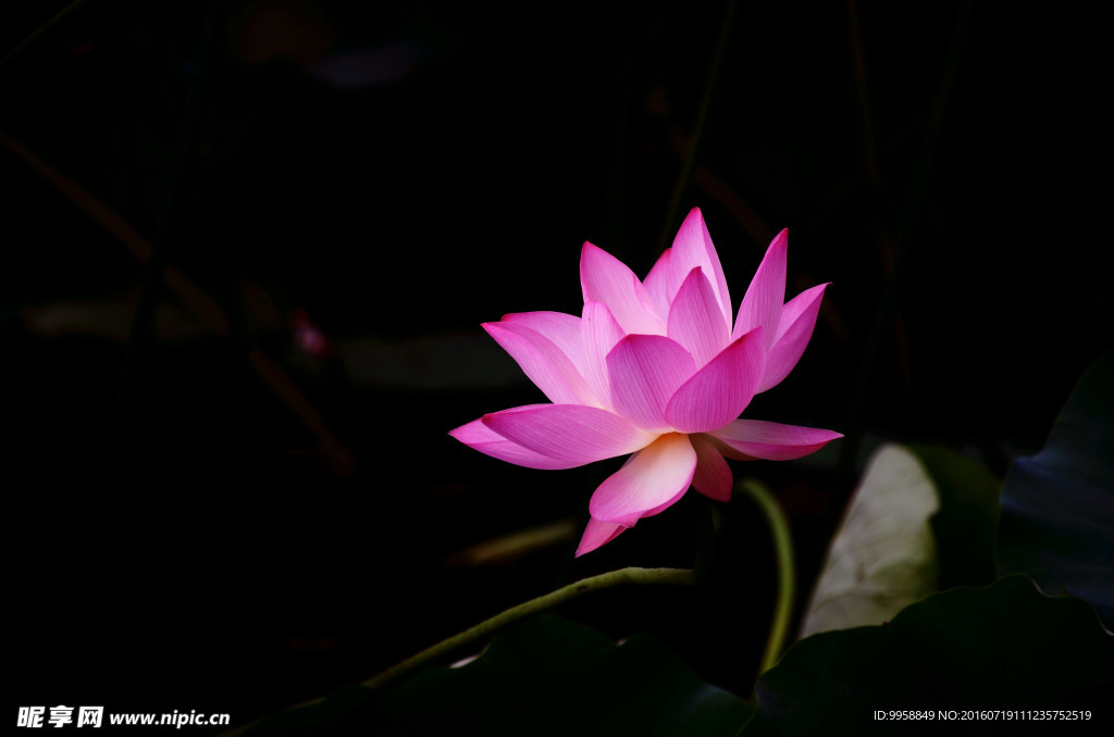 莲花