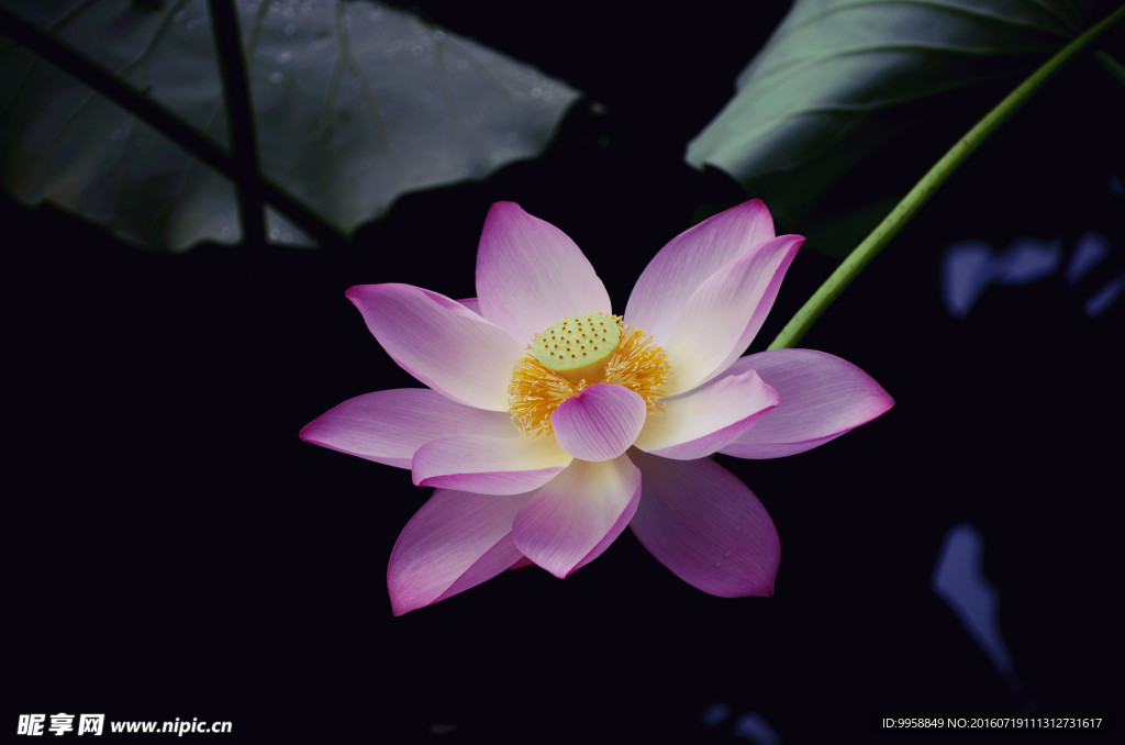 莲花