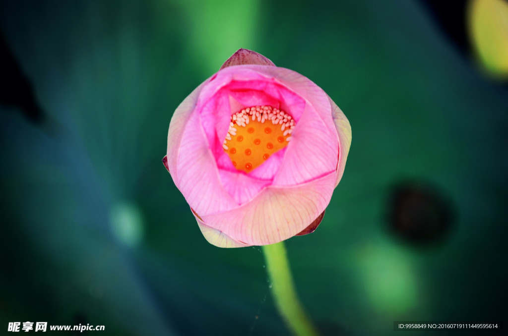 莲花
