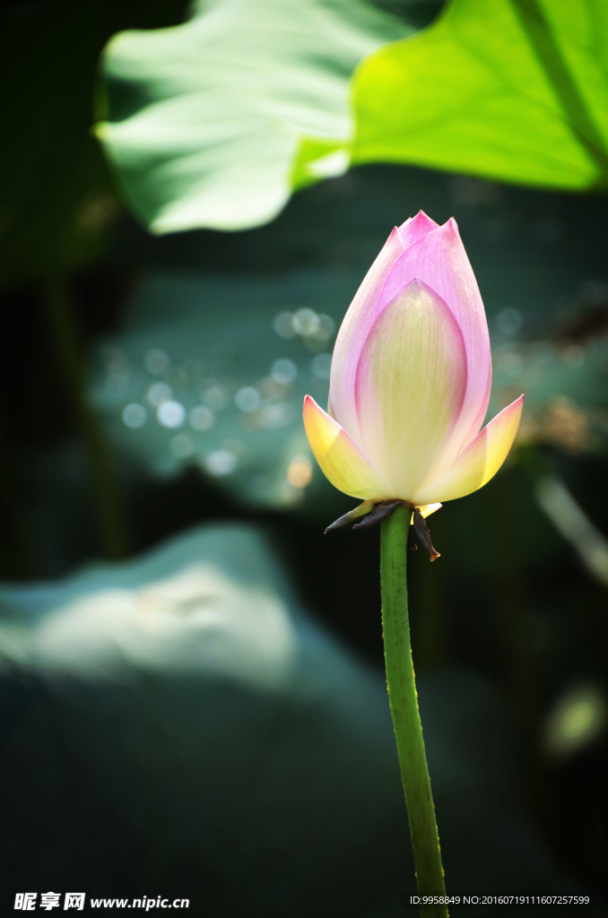 荷花