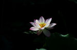 莲花