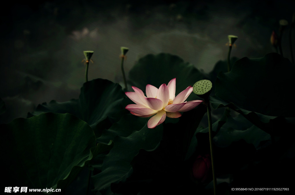 荷花
