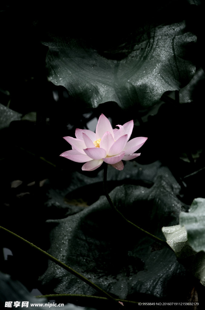 莲花