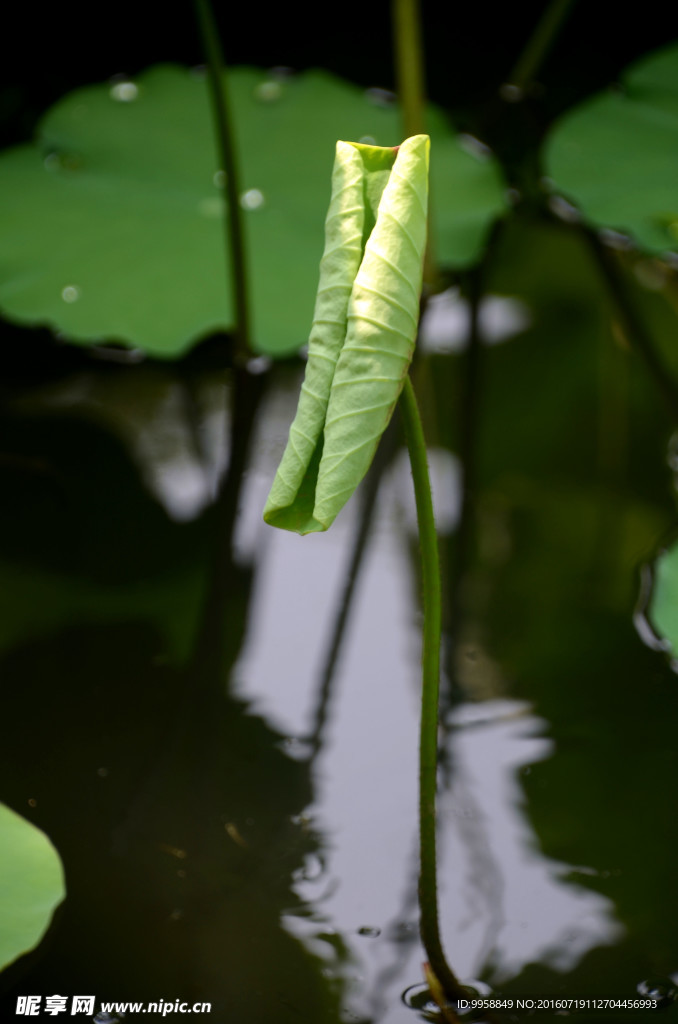 荷花