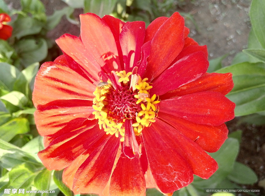 红花