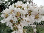 白色小花
