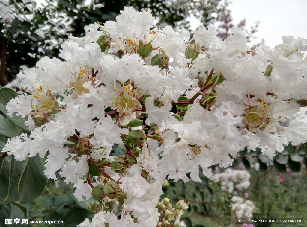 白色小花