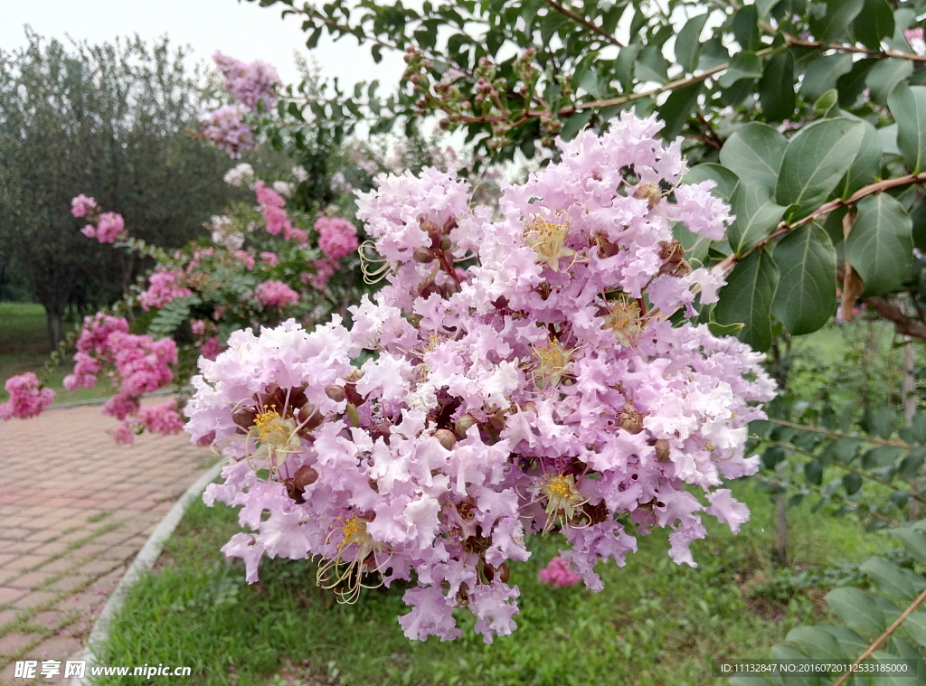 粉色小花