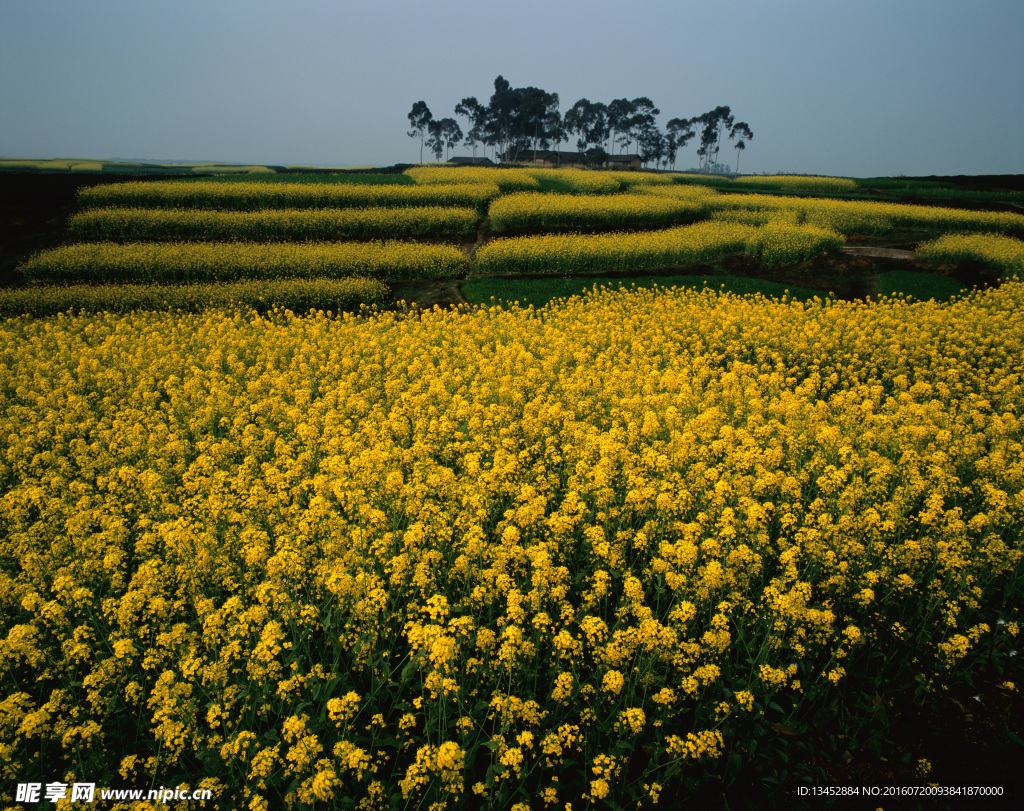 油菜花