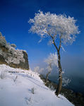 雪松