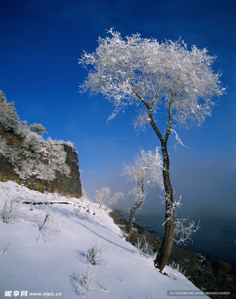 雪松
