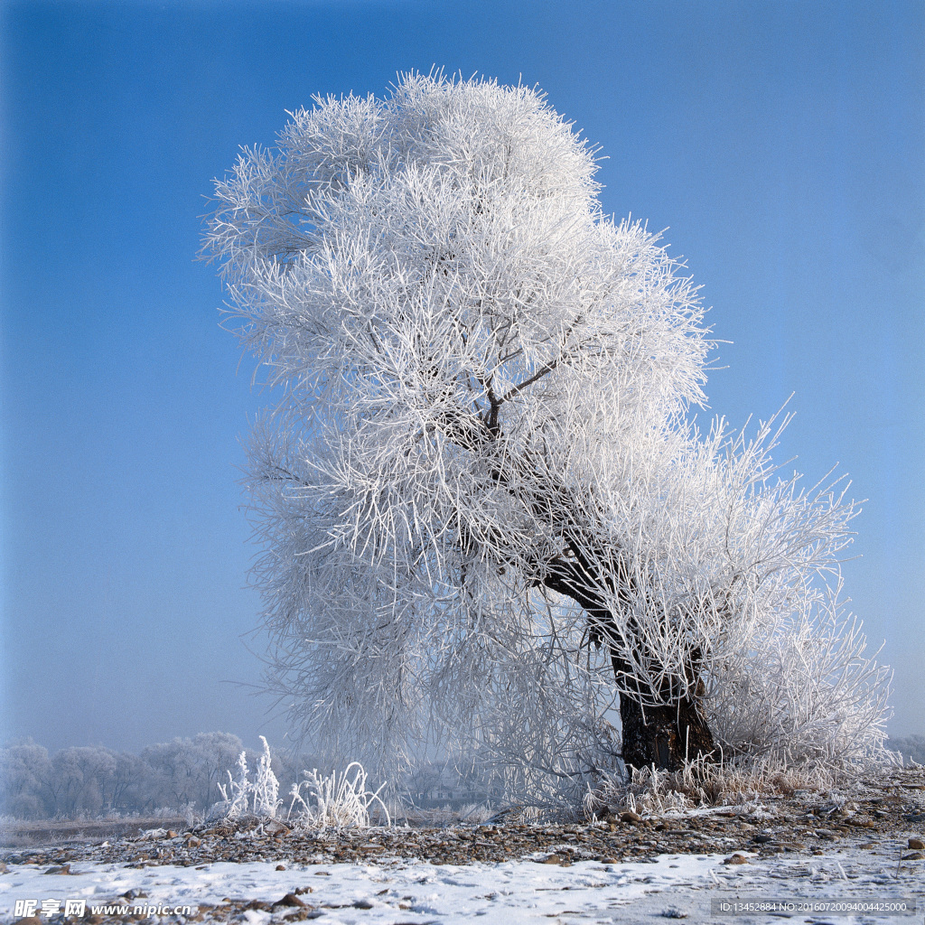 雪松