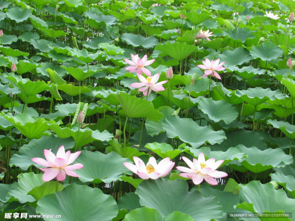 荷花荷叶