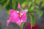 鲜花
