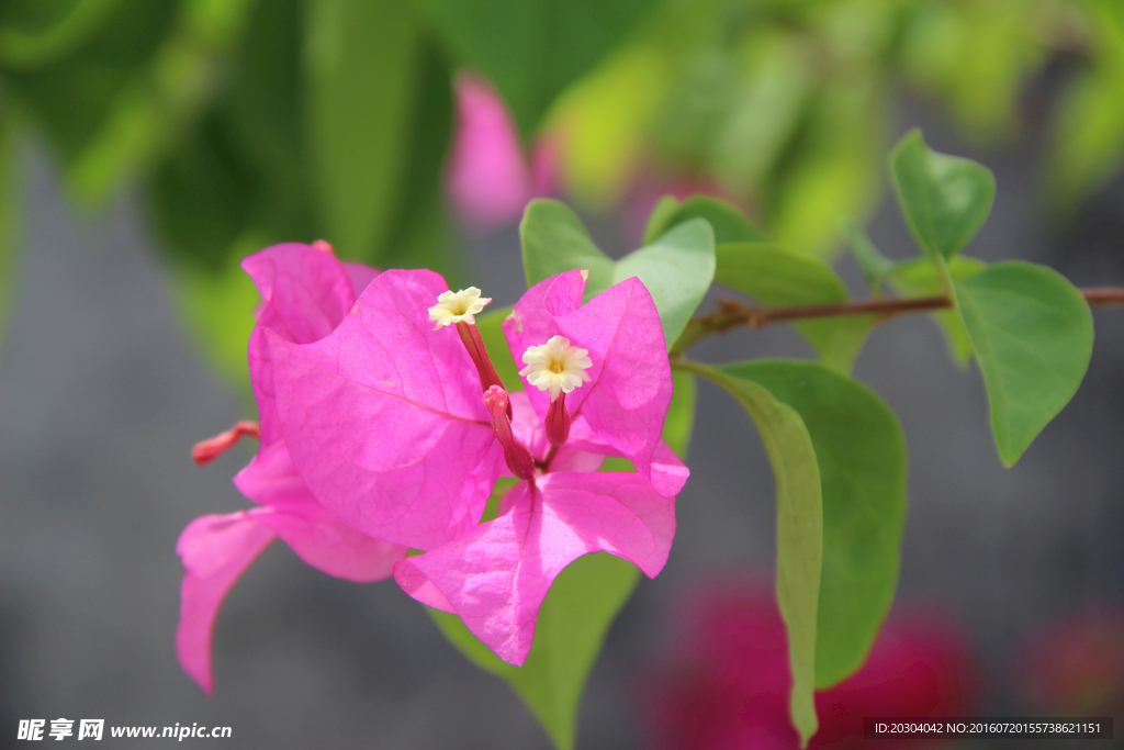 鲜花