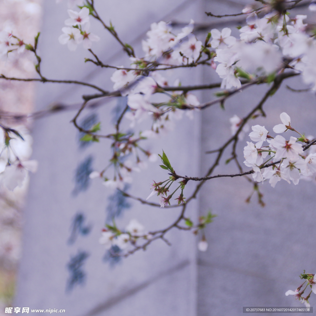 樱花