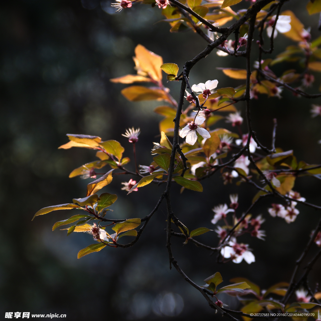 李子花