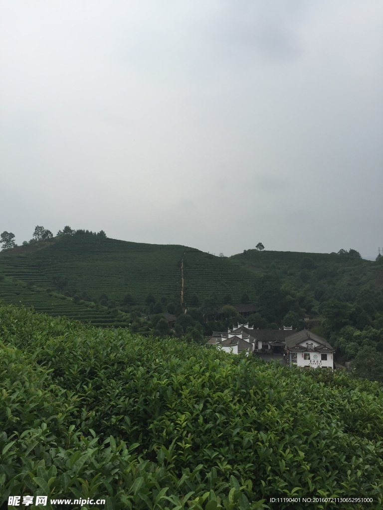 茶园