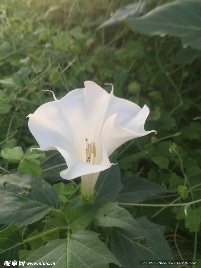 曼陀罗