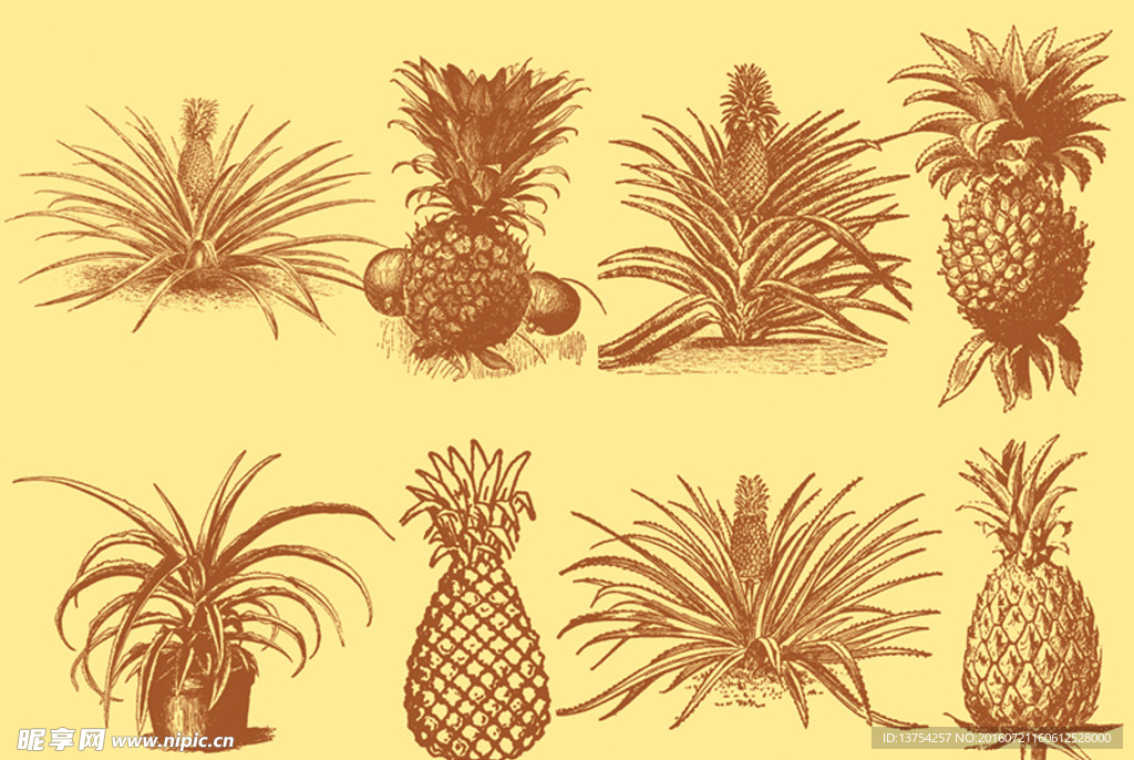 菠萝插画