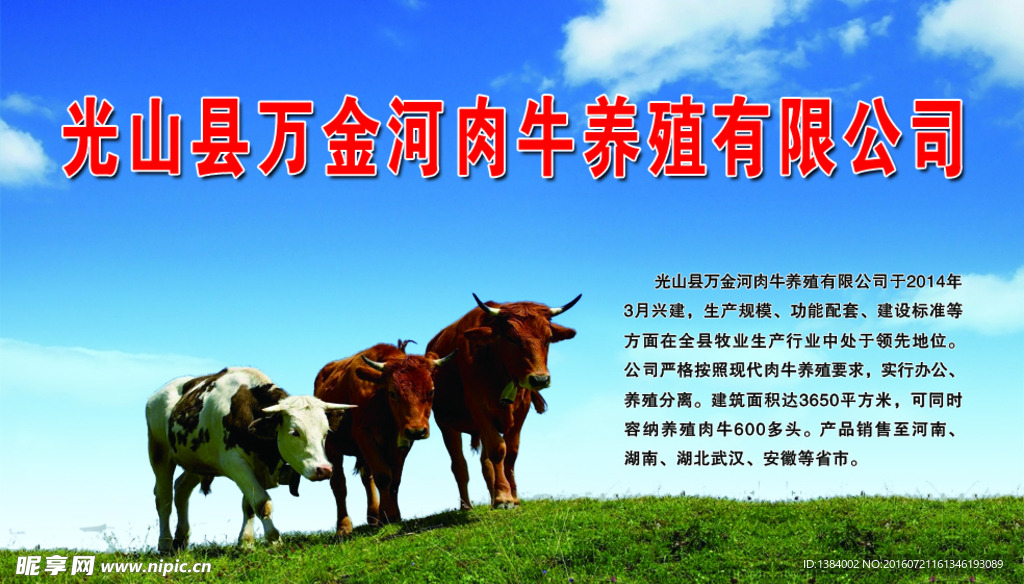 肉牛养殖