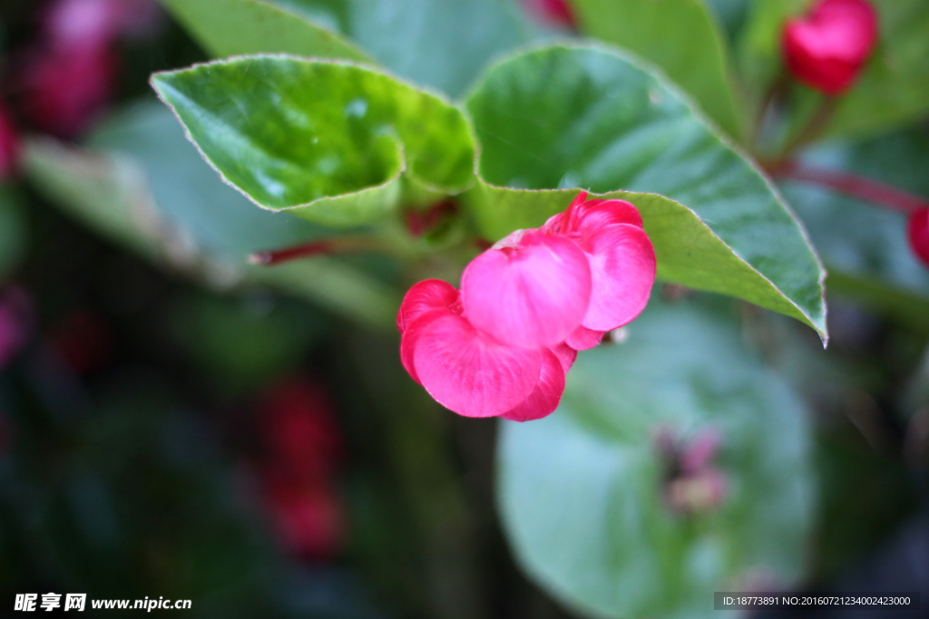 花卉素材