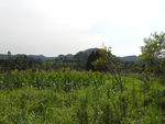 青山