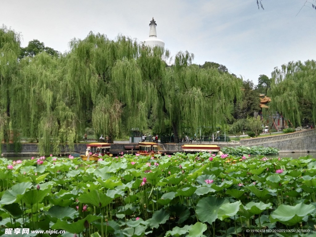 荷塘美景