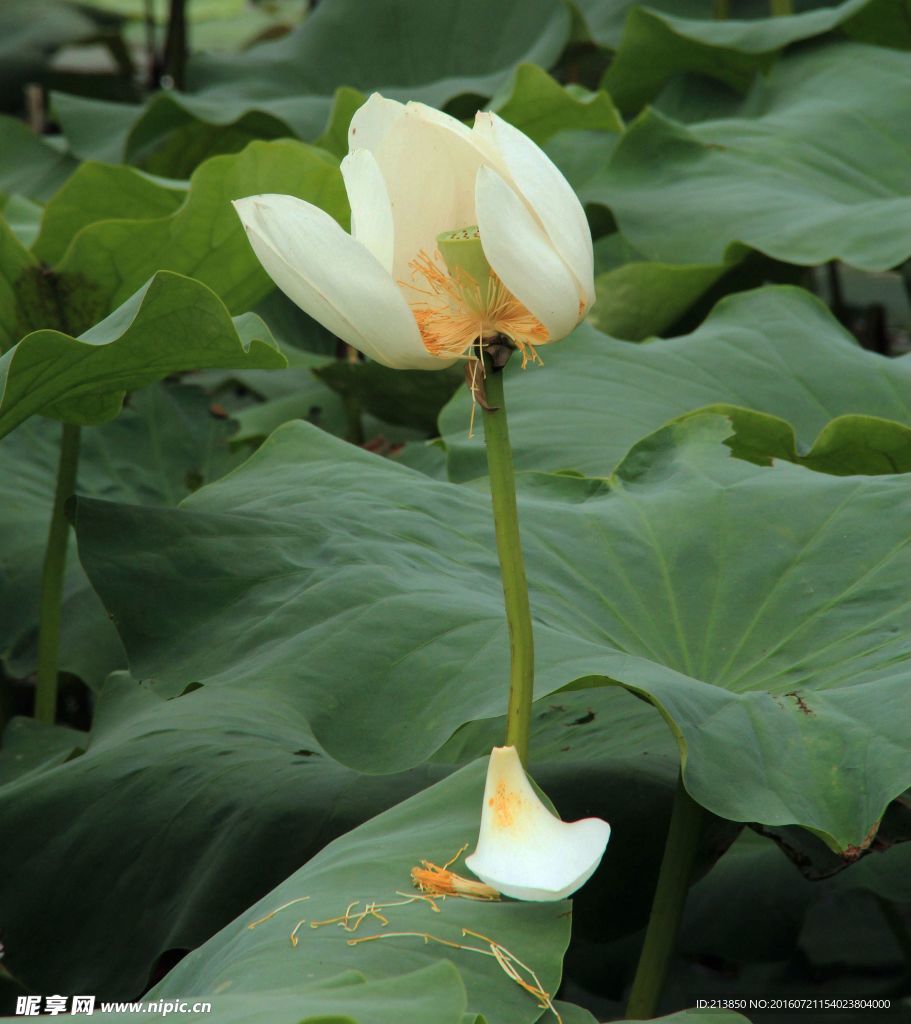 荷花