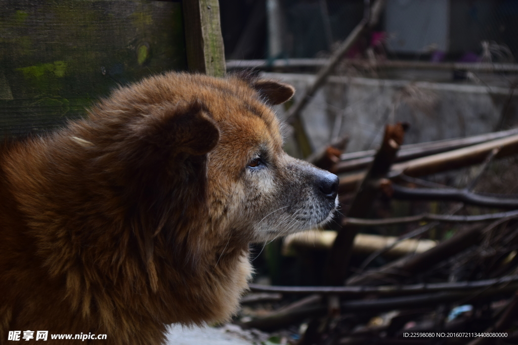 中华田园犬