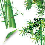竹子 竹节  竹叶 斑竹 画面