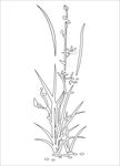 矢量兰花