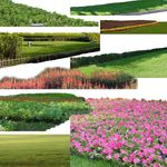 花草素材