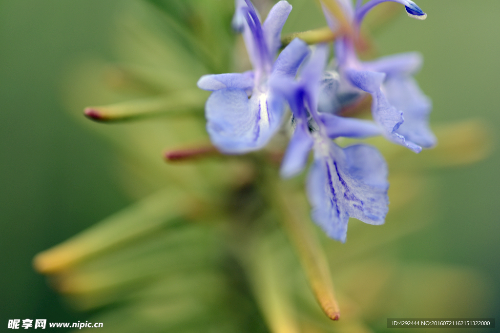 蓝色迷迭香花