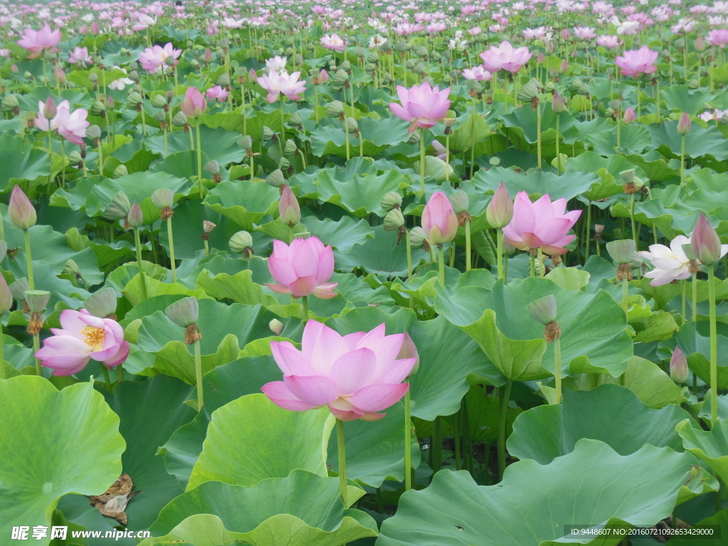 荷花