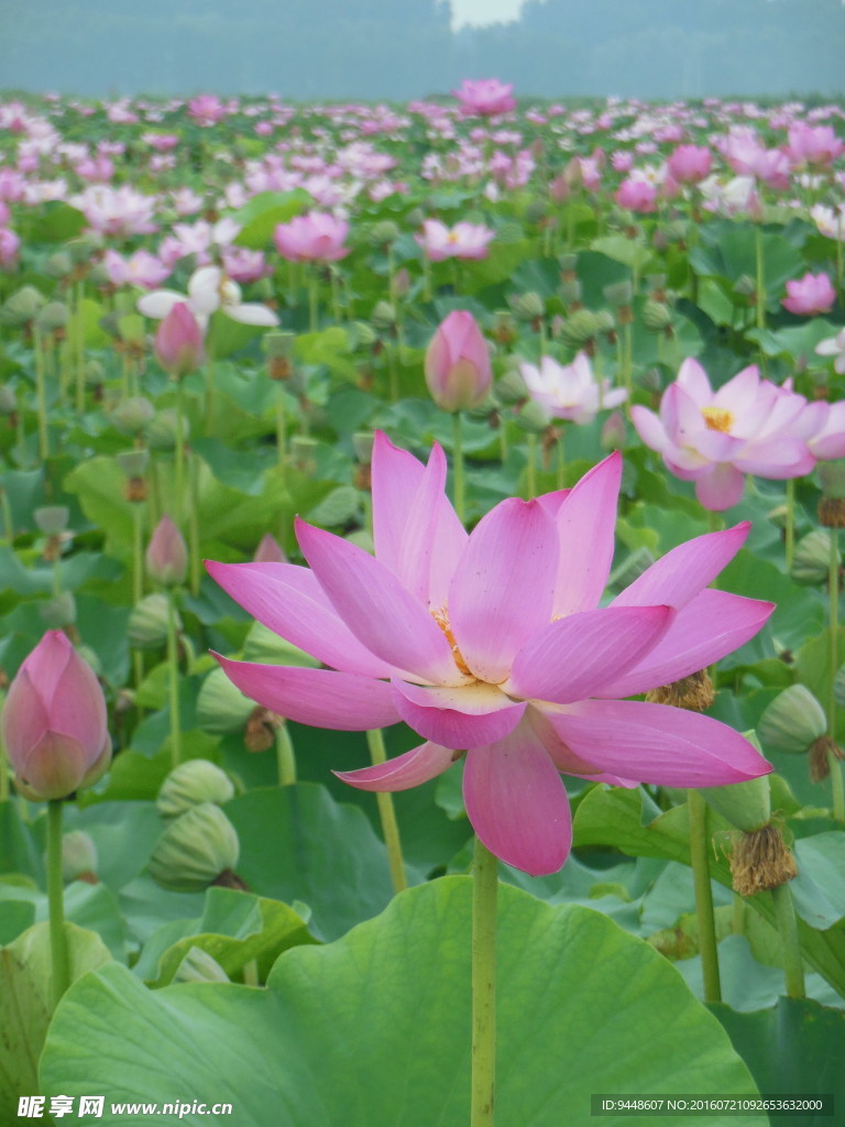 荷花
