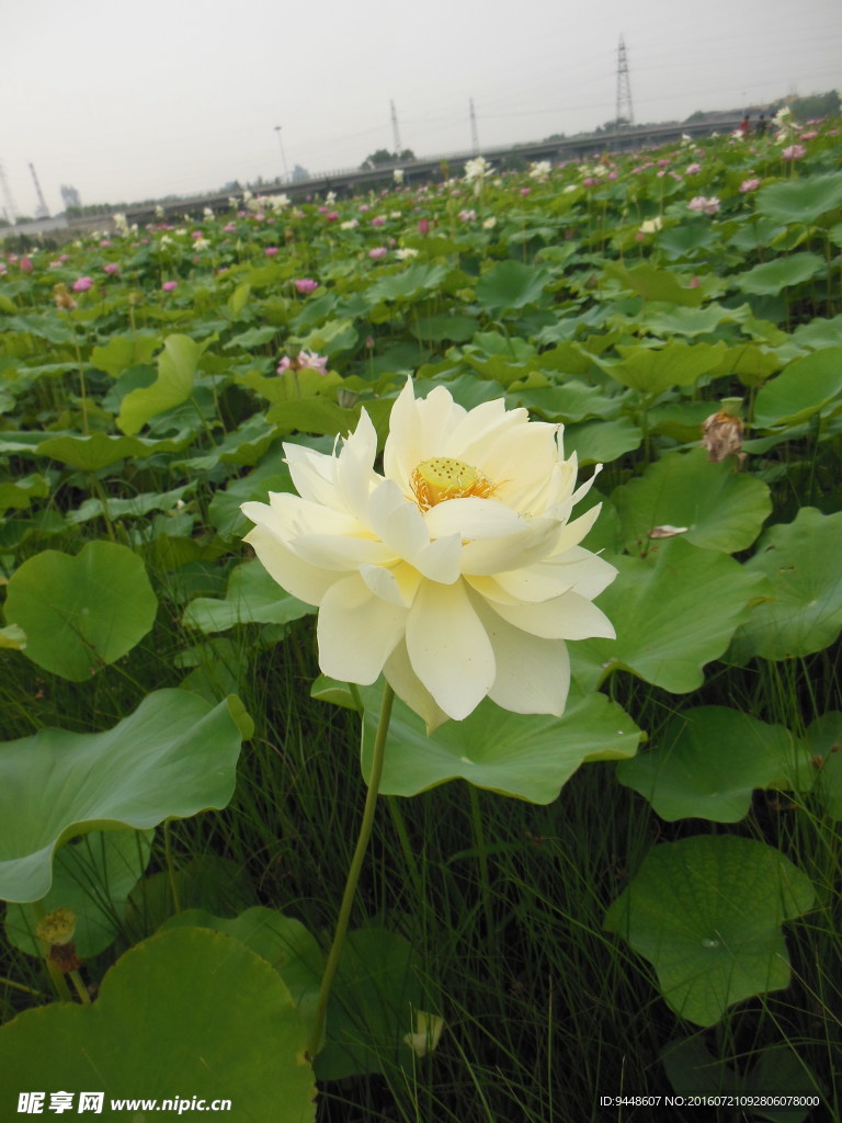 荷花