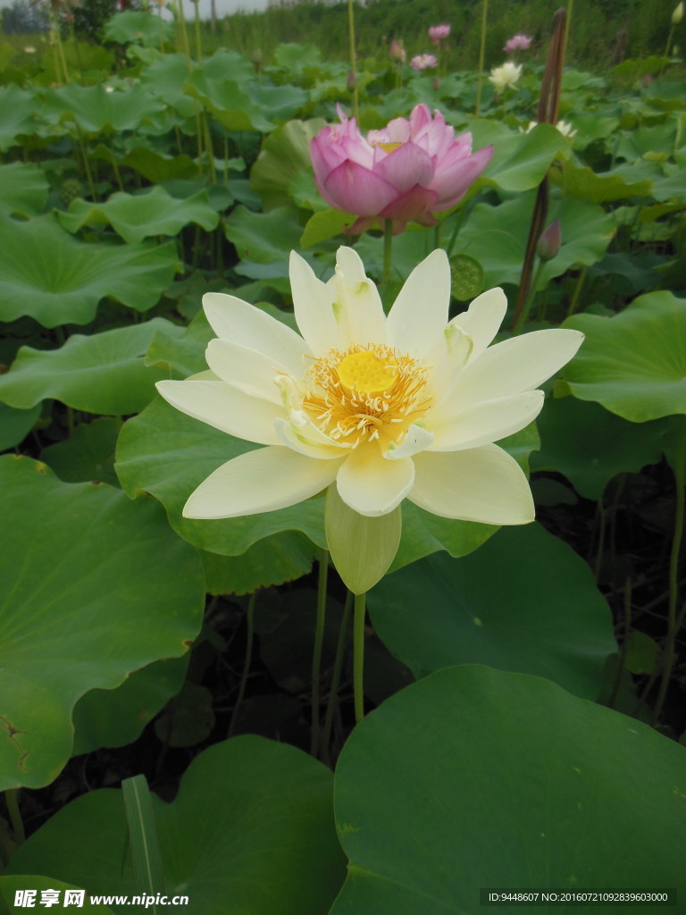 荷花