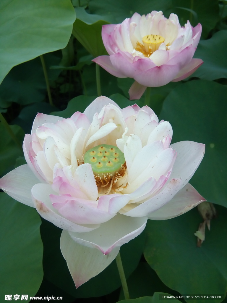 荷花