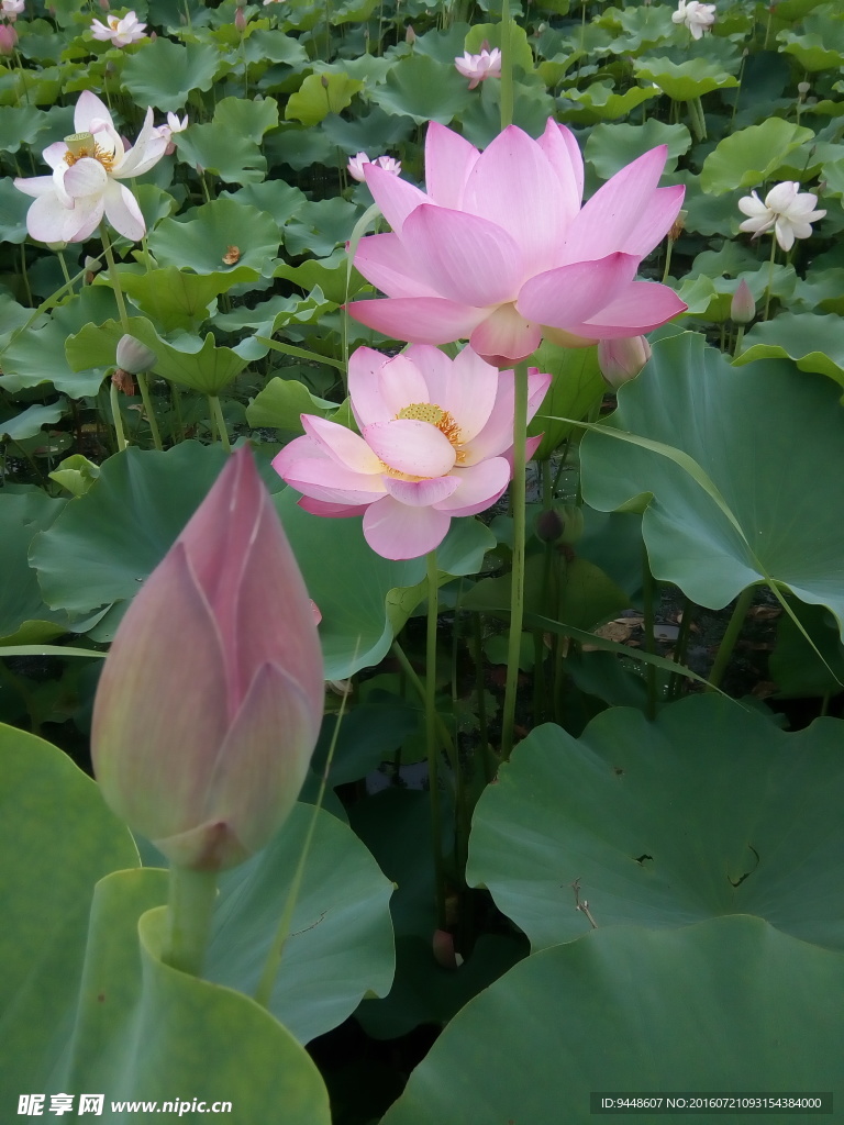 荷花