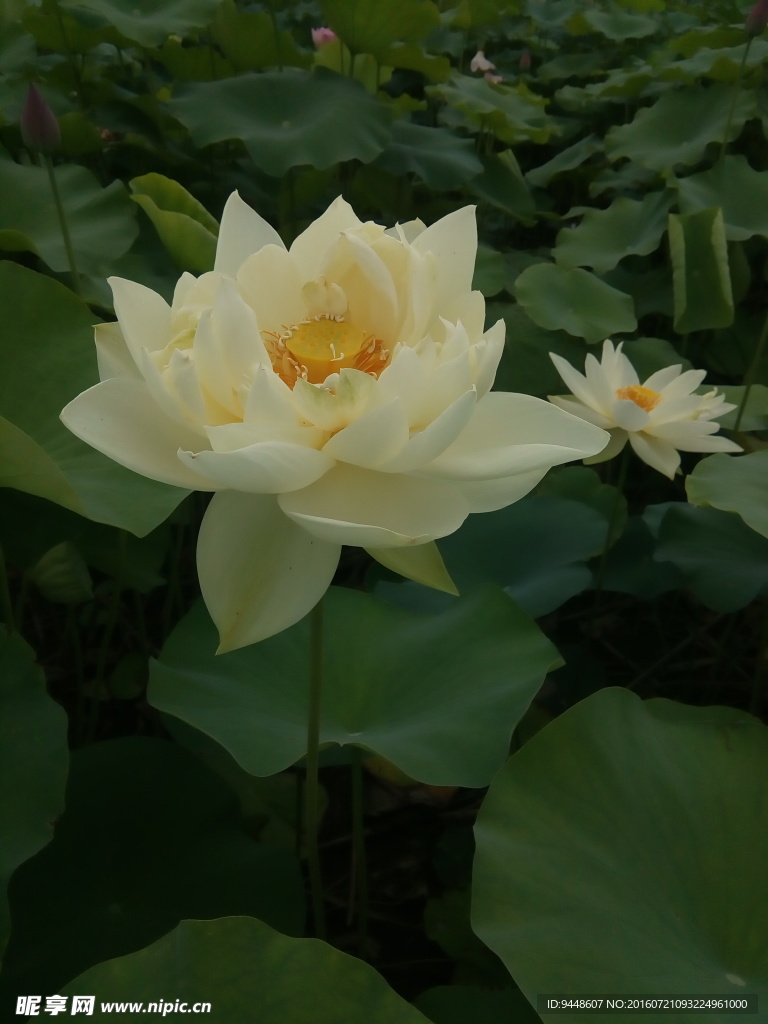 荷花
