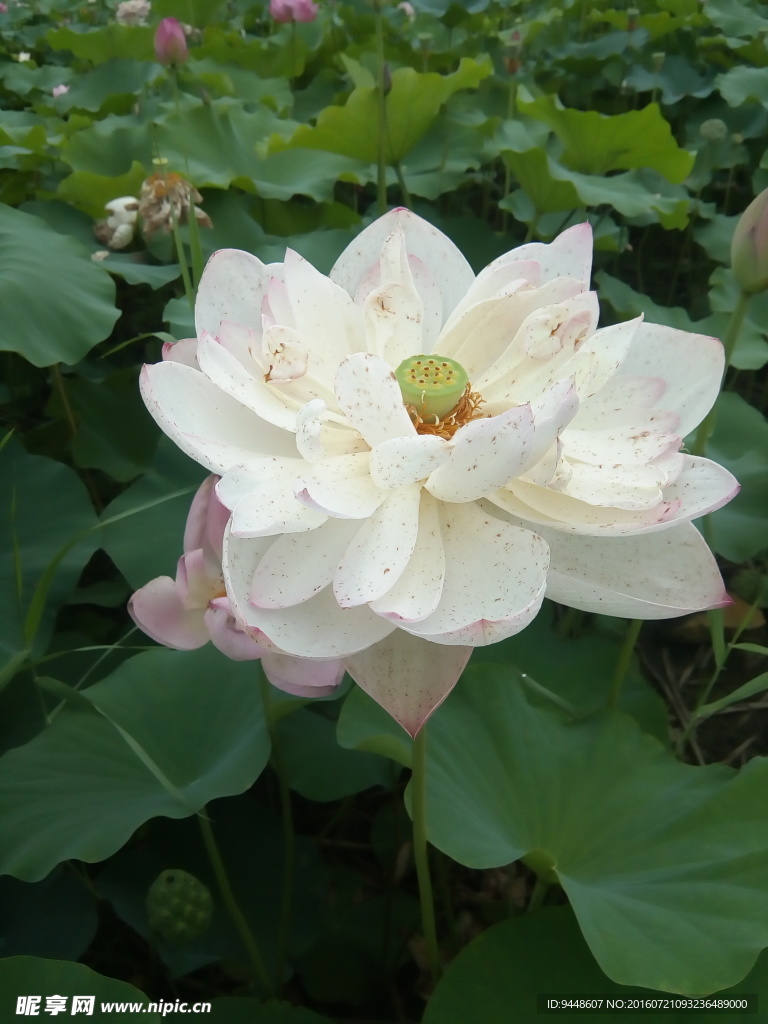 荷花